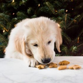 Homemade peanut butter dog treats are a sweet gift for your puppy this Christmas! The biscuits require only four ingredients! | www.ifyougiveablondeakitchen.com