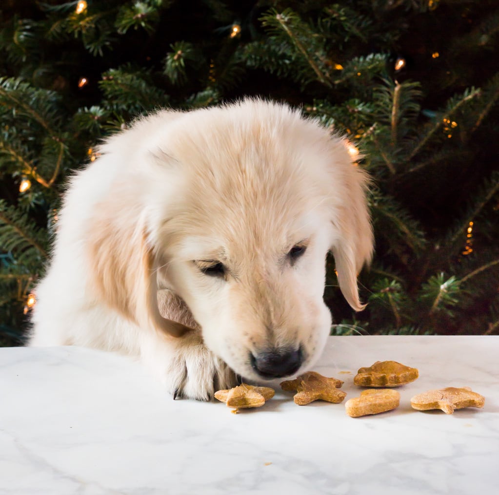 Homemade peanut butter dog treats are a sweet gift for your puppy this Christmas! The biscuits require only four ingredients! | www.ifyougiveablondeakitchen.com