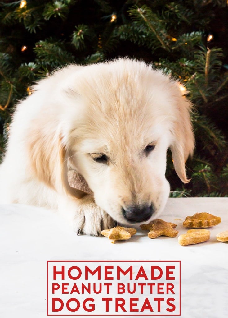 Homemade peanut butter dog treats are perfect for Christmas or puppy birthdays! Make them for your golden retriever. The recipe requires only four ingredients (peanut butter, pumpkin purée, flour and eggs). | www.ifyougiveablondeakitchen.com