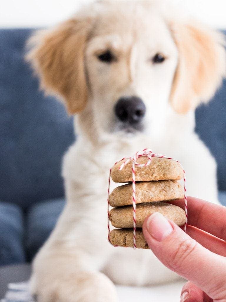 Stack of snickerdoodle cinnamon dog treats golden retriever puppy