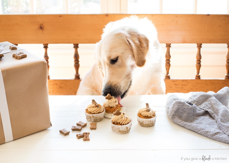 Pumpkin Peanut Butter Pupcakes Dog Cupcakes golden retriever Hudson eating birthday cupcake