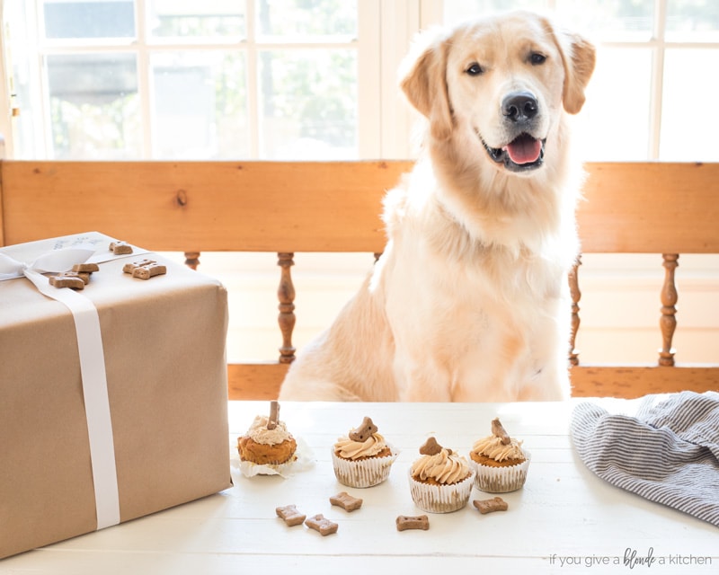 Pumpkin Peanut Butter Pupcakes Dog Cupcakes golden retriever birthday