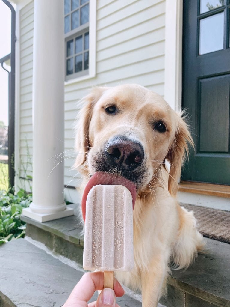 Dog Popsicles - The Almond Eater