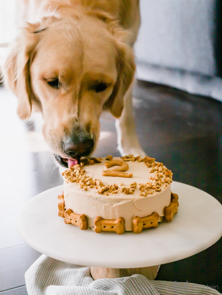 pumpkin dog cake golden retriever eating is