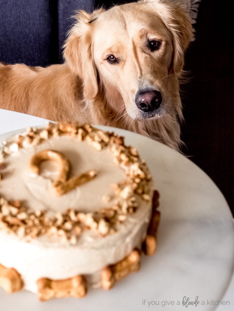 pumpkin dog cake recipe golden retriever