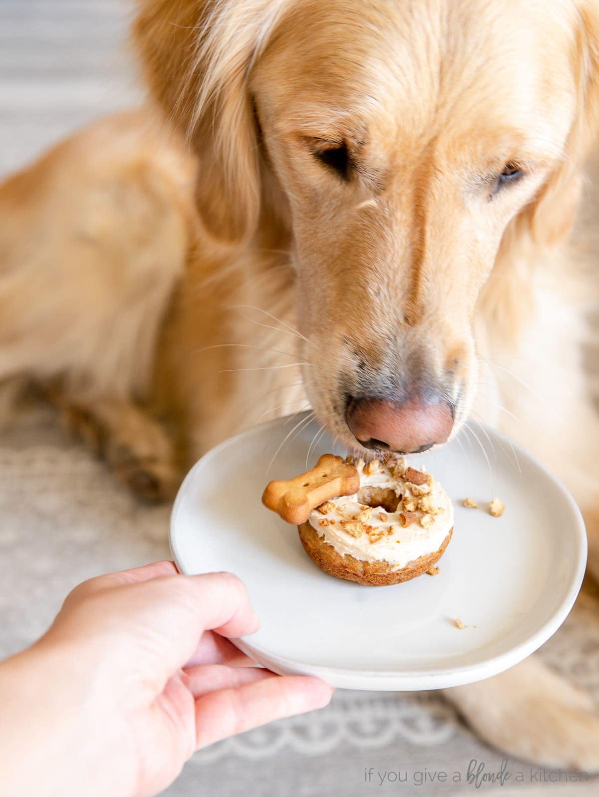 golden retriever eating dog donut off of white round plate